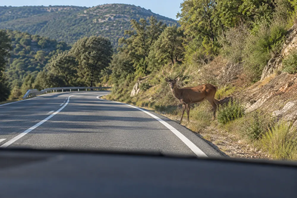 Ciervo próximo al borde de una carretera rural.