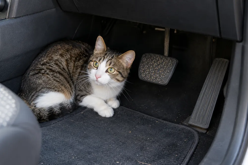 Gato suelto en el espacio de los pedales de un coche estacionado.