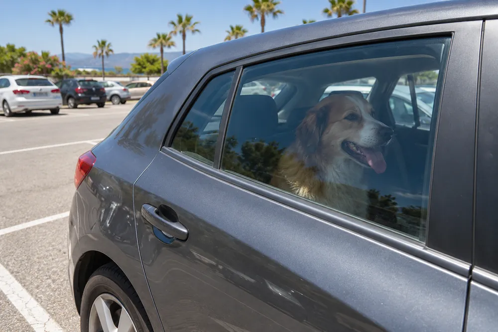 Perro dentro de un turismo estacionado al sol con las ventanillas cerradas en verano.