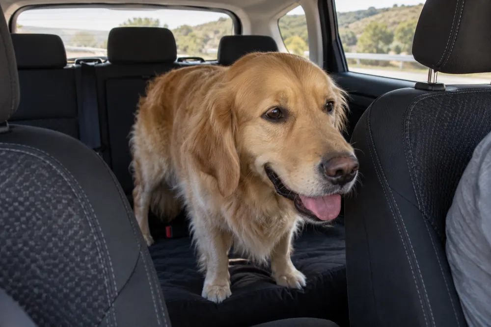 Perro grande suelto en el asiento trasero de un turismo en marcha.