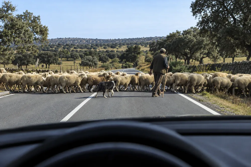 Rebaño de ovejas cruzando una carretera rural con un pastor, visto desde el coche detenido.