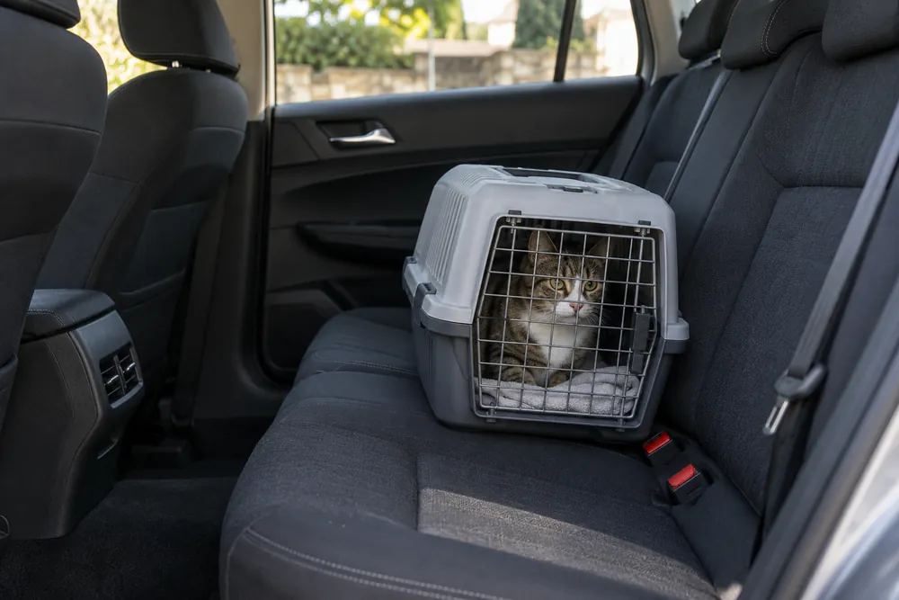 Transportín con un gato sobre un asiento trasero sin ninguna sujeción.